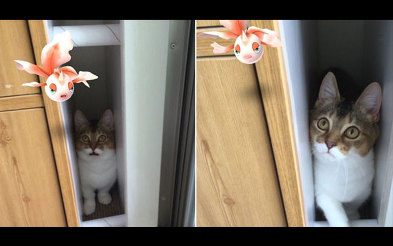 主人循著貓的視線竟找到一隻「金魚寶可夢」！網友：難道說貓眼看得到？！！ 