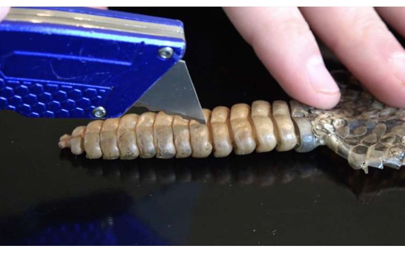 網友想知道響尾蛇發出的「嘎嘎聲」於是買了標本切開....裡面的「超神奇構造」會讓你完全佩服造物者的偉大傑作