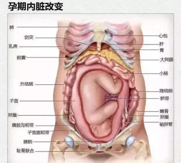 Органы женского рода. Расположение органов у беременной. Расположение внутренних органов у беременной женщины. Внутренние органы женщины. Анатомия беременной женщины внутренние органы.